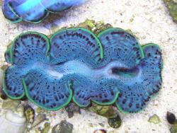 Blue_clam.jpg