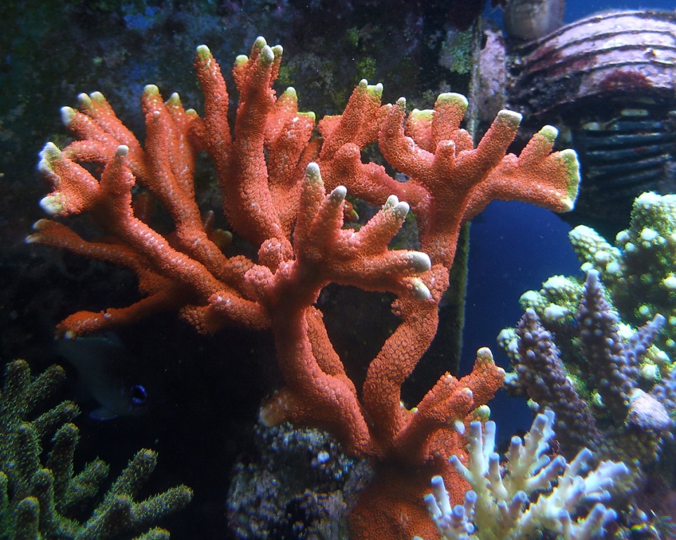 Coral h. Коралловые полипы Кишечнополостные. Полип и коралловый полип. Колония коралловых полипов. Коралловые полипы studarium.