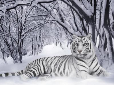 White_Tiger__Panthera_Tigris_.jpg