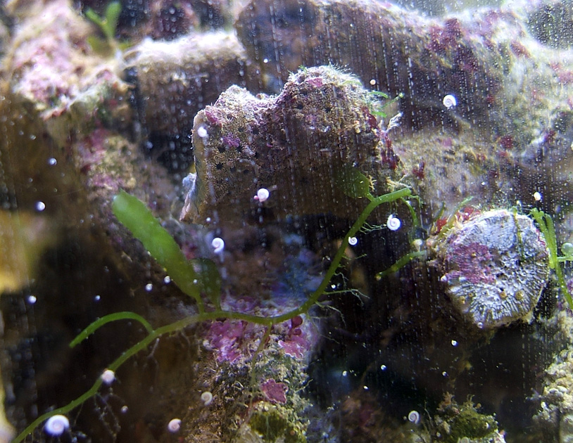Микро жизни. Водоросли нитчатка. Улитки акролюксы. Нитчатые водоросли в морском аквариуме. Розовые водоросли в морском аквариуме.