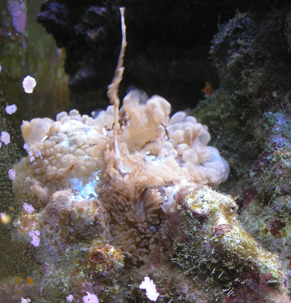 Слизь которой покрыта рыба выделяется. Гониопора коралл. Турбеллярия в морском аквариуме. Морской червь в аквариуме. Огненный червь в морском аквариуме.