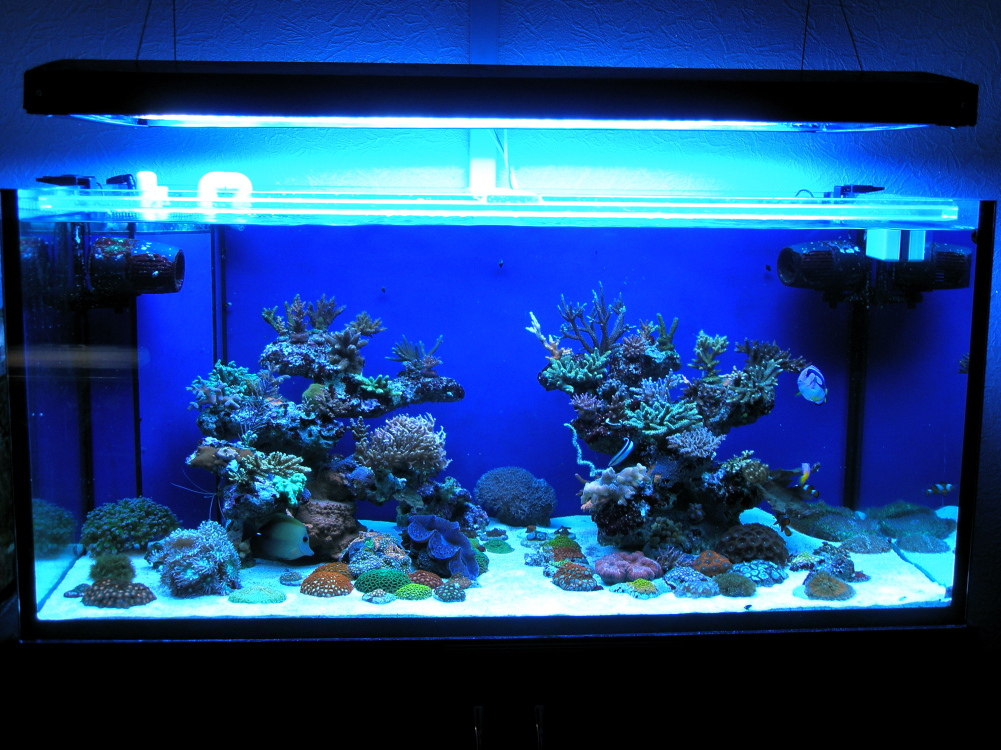 Aquarium 1 1