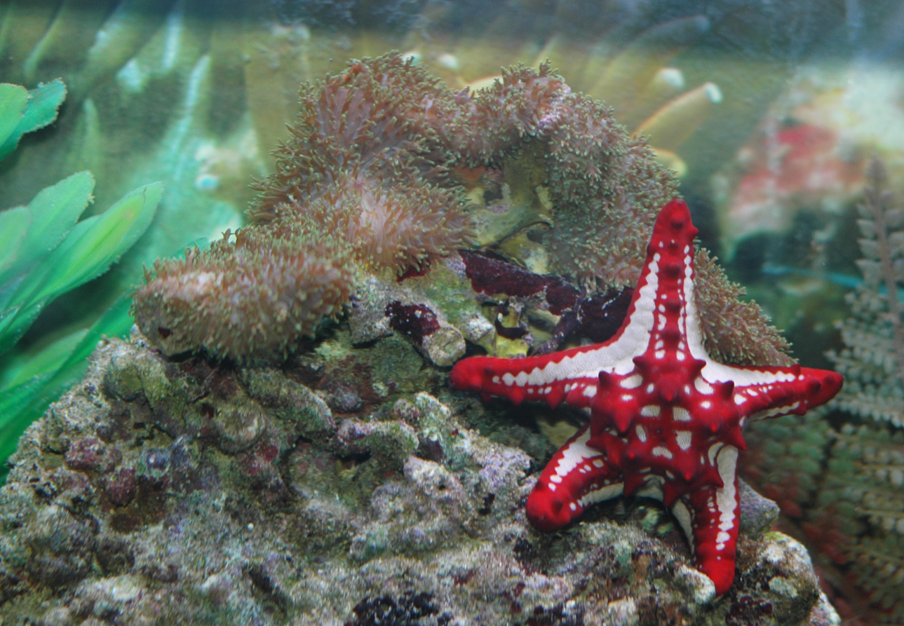 Морская звезда живая. Аквариумные морские звезды. Морская звезда в аквариуме. Генеральская морская звезда. Океанариум морская звезда.