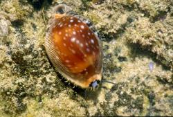 Cypraea_vitellus_live.jpg