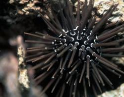 myseaurchin_.jpg