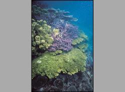 Acropora_seriata1.jpg