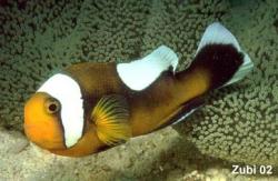 Amphiprion_polymnus.jpg