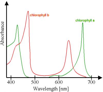 Chlorophyll_ab_spectra.png