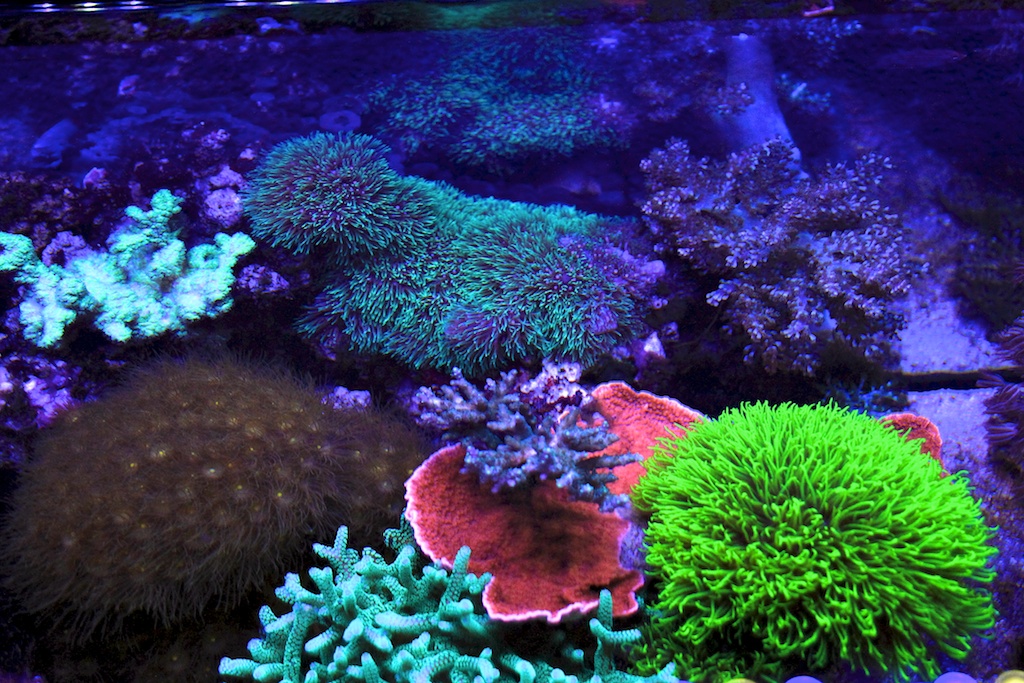 Живые водоросли для аквариума купить. Хетаморфа водоросль. Водоросли в морском аквариуме. Морской аквариум. Живые кораллы для аквариума.