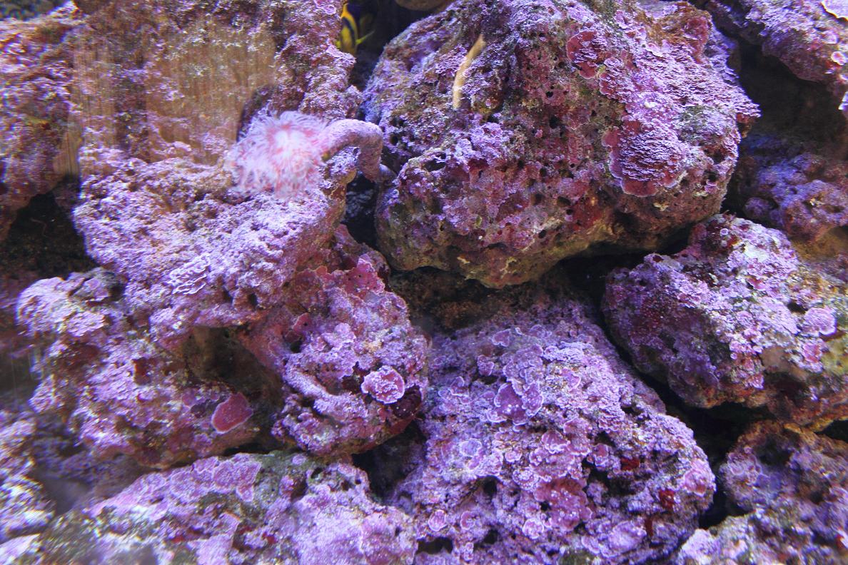 Морские живые камни. Живые камни для морского аквариума. Морской аквариум камни.