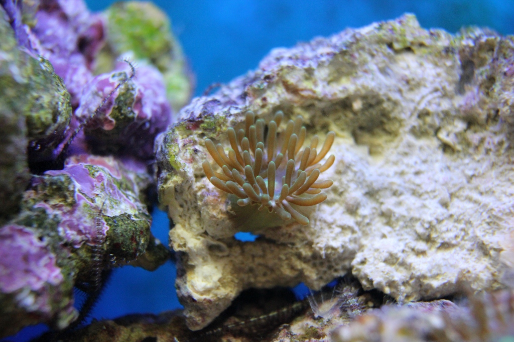 Морские живые камни. Майано актиния. Анемон айптазия. Аптазия морской аквариум.