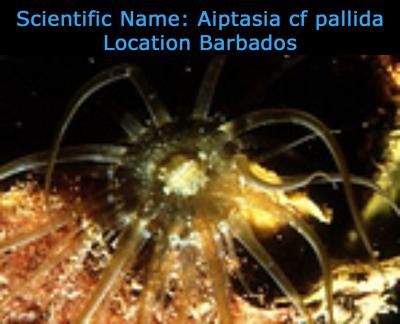 Scientific_Name_Aiptasia_cf_pallida_Location_Barbados________________.jpg