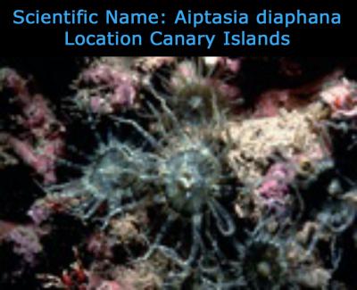 Scientific_Name_Aiptasia_diaphana_Location_Canary_Islands________________.jpg