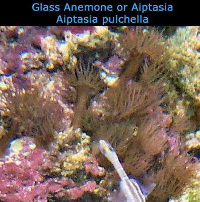 Glass_Anemone_or_AiptasiaAiptasia_pulchella___________.jpg
