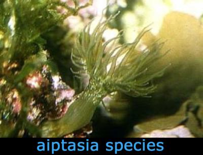 aiptasia_species___________.jpg