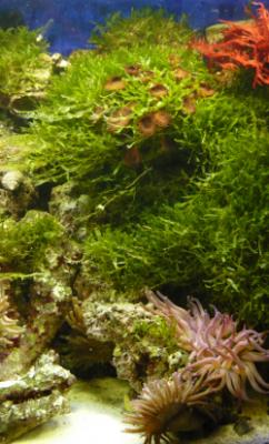 saltwater_aquarium_plants.jpg
