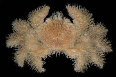 Common_Hairy_Crab.jpg