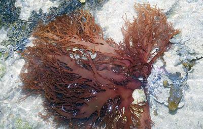 Halymenia_seaweed__Halymenia_sp._.jpg