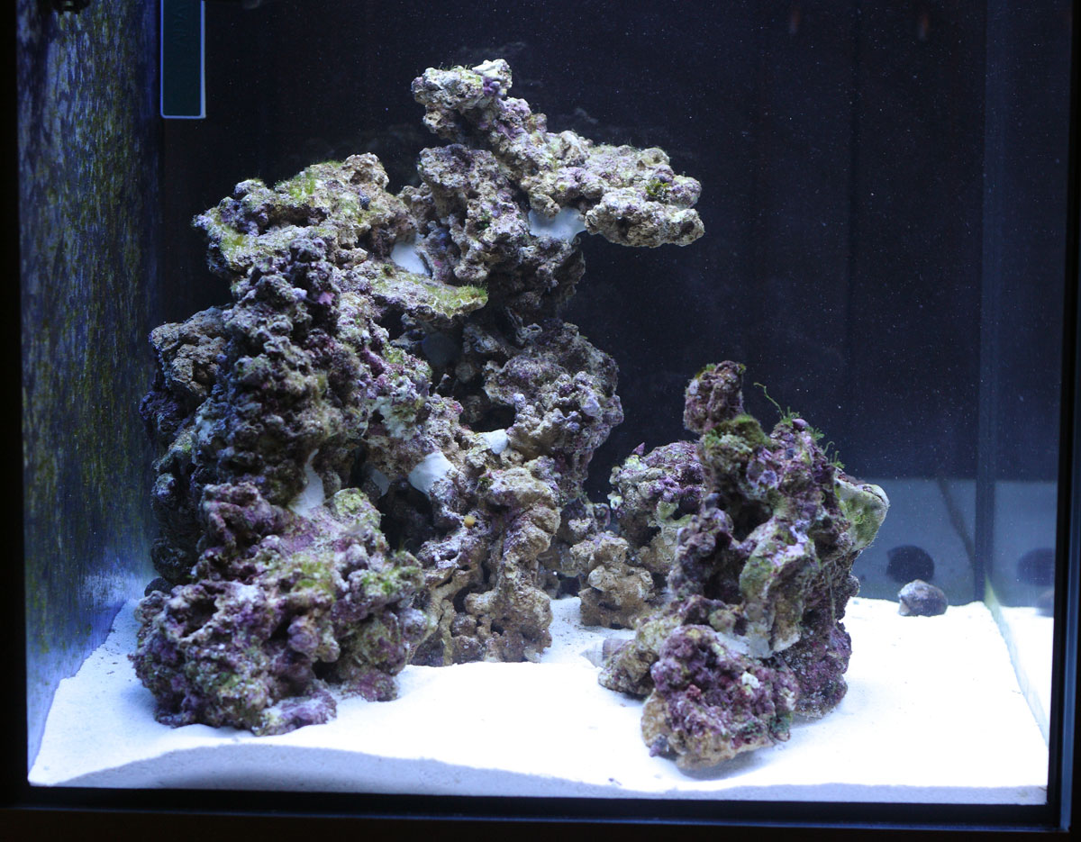 Морские живые камни. Живые камни для морского аквариума. Рифовый камень. Сухой рифовый камень. Живой рифовый камень.