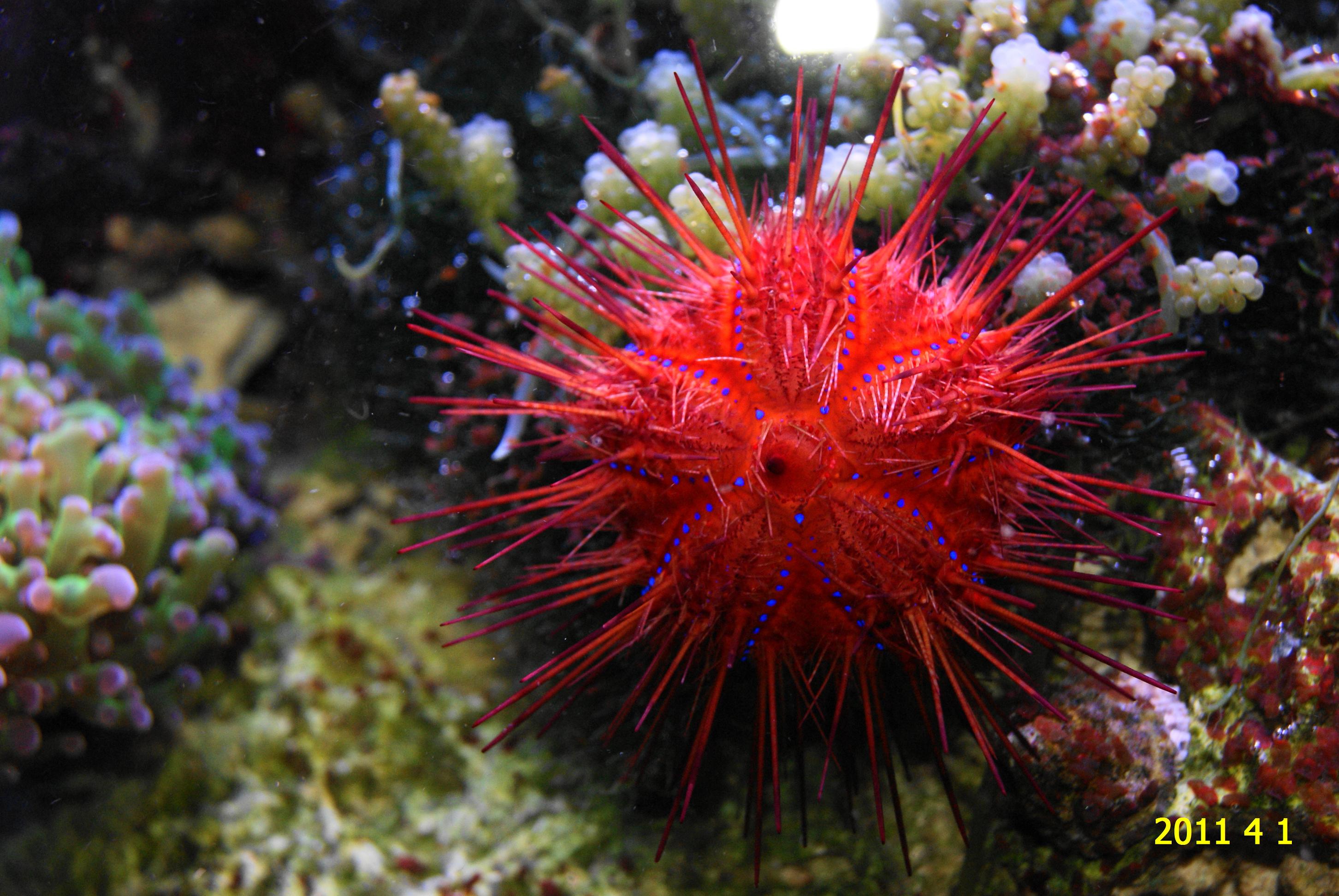 Тибетский морской цветок. Бегония Sea Urchin. Бегония морской ёж. Цветочный морской ёж. Морские Ежи Маврикий.