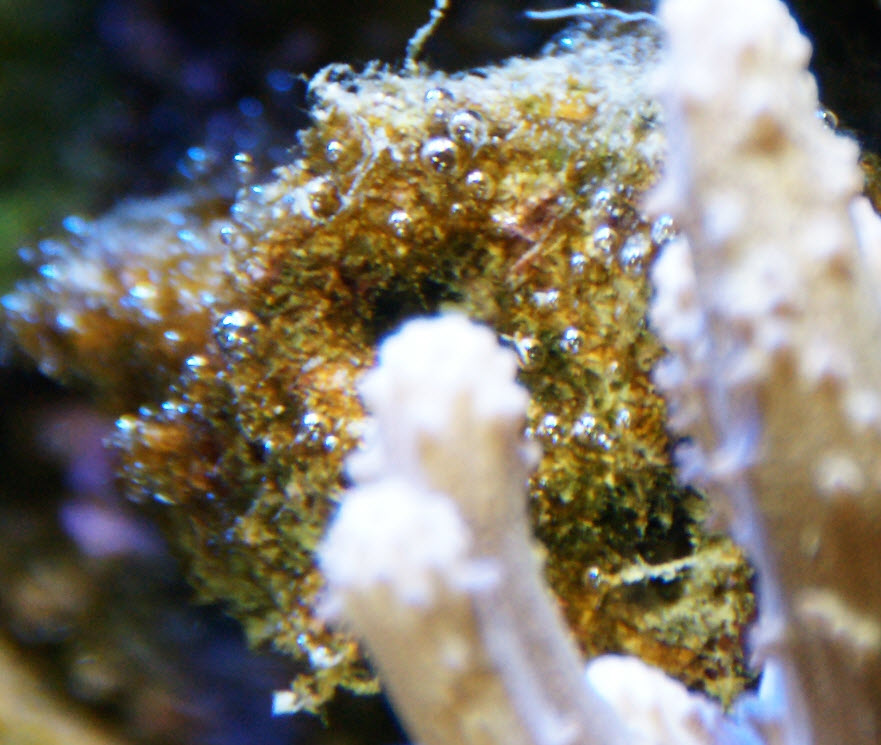 Бурые диатомовые водоросли. Диатомовые водоросли в аквариуме. Диатомовые водоросли в морском аквариуме. Диамантовые водоросли в морском аквариуме.