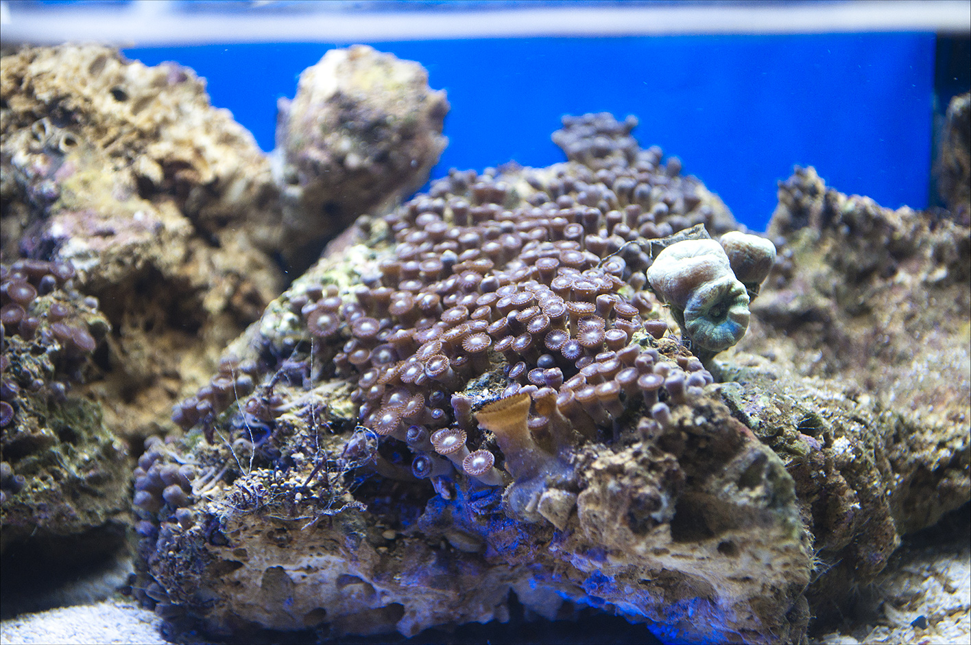 Морские живые камни. Морской аквариум. Живые камни в аквариуме. Морской аквариум камни.
