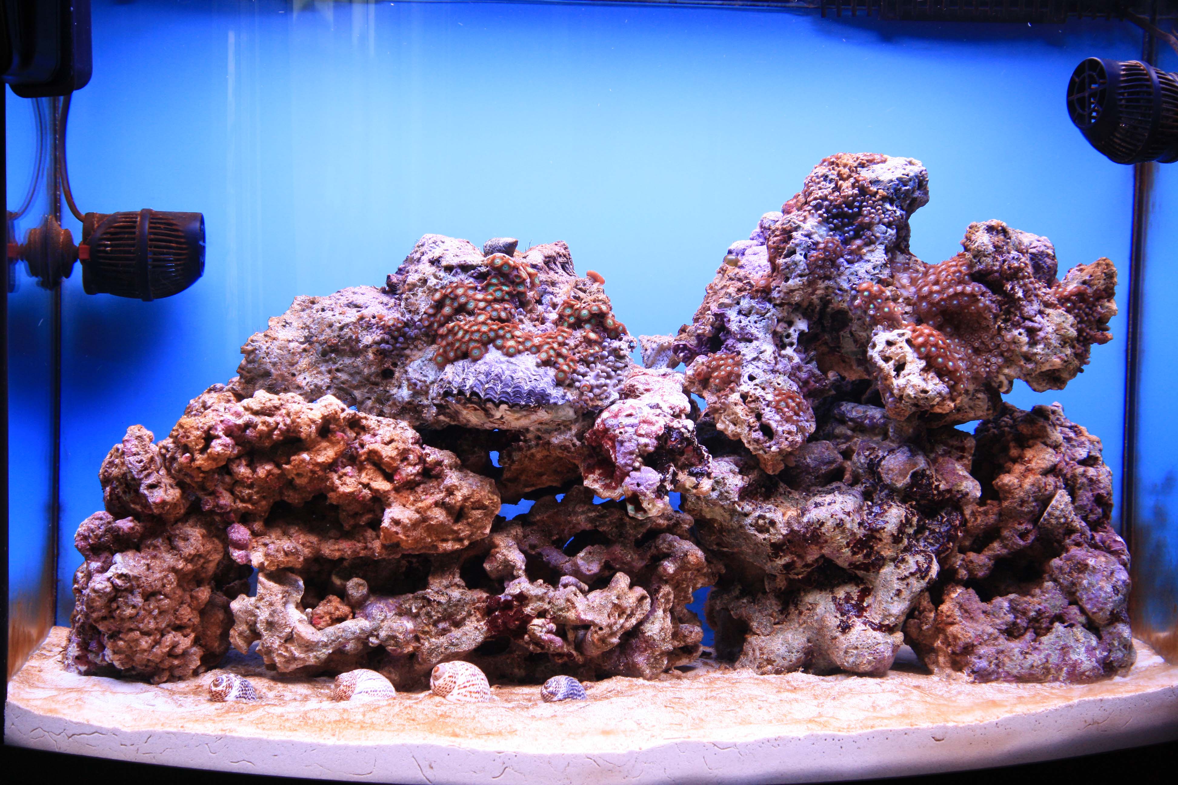 Морские живые камни. Живые камни для морского аквариума. Морской аквариум камни. Искусственные камни для морского аквариума.