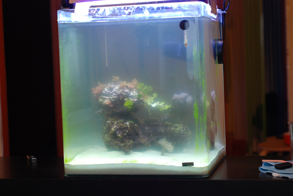 Коричневый налет в аквариуме – диатомовые водоросли!