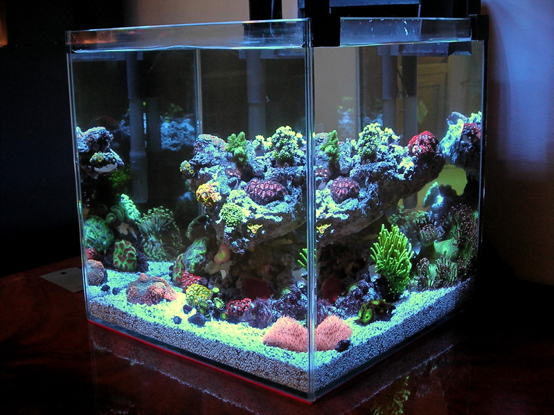 Reefcentral. Риф централ. Маленький морской аквариум. Морской аквариум 100 литров. Морской аквариум 30 литров.