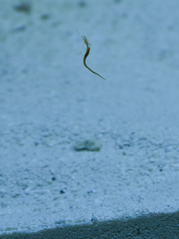 Черные черви в воде. Маленькие прозрачные червячки. Маленькие черные червячки в воде.