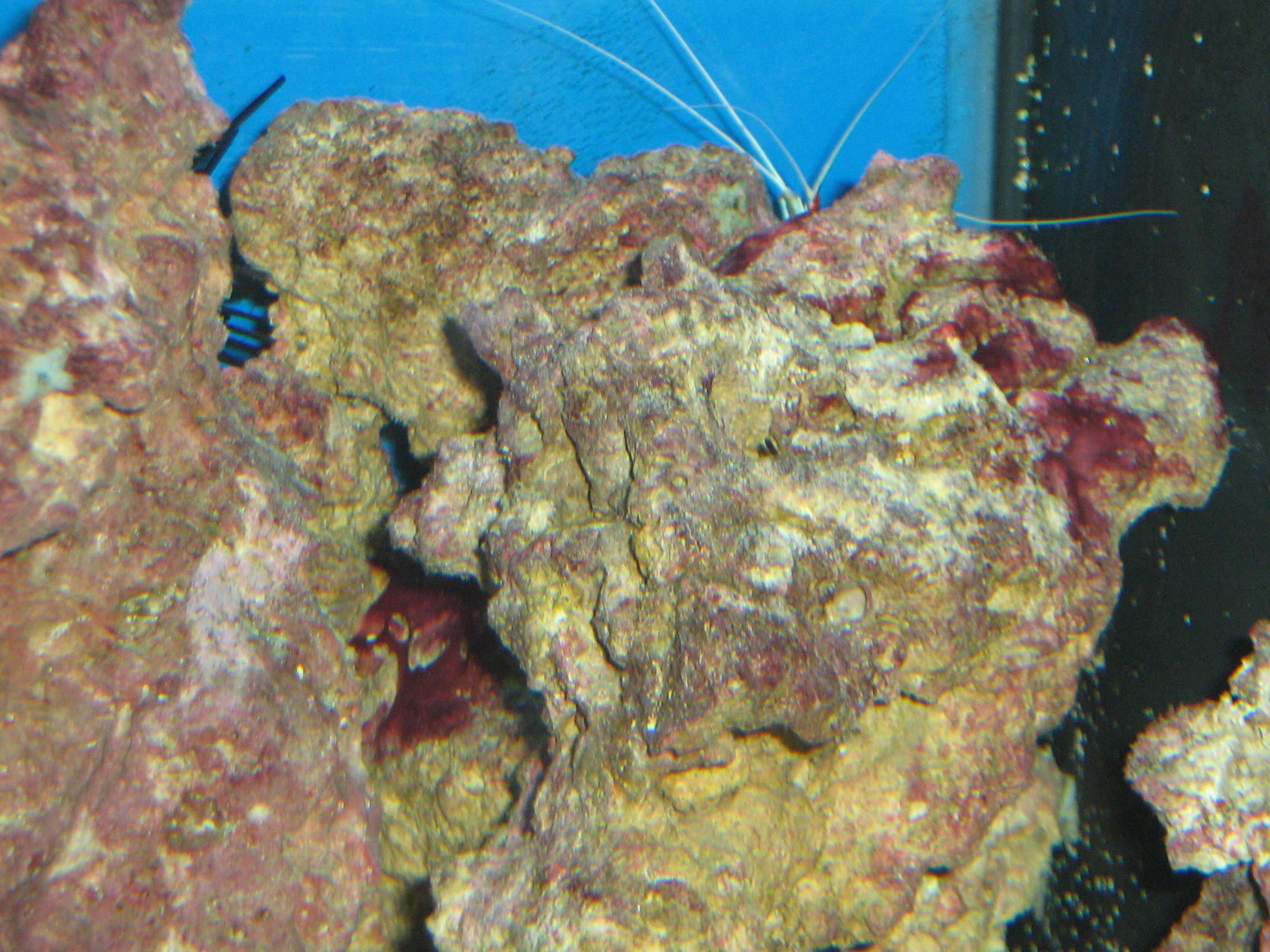 коричневый налет на стенках морского аквариума