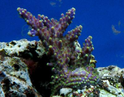 Acropora.jpg