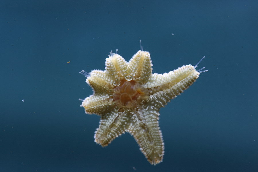 Морская звезда половое размножение. Личинки иглокожих. Фрагментация иглокожих. Регенерация иглокожих. Личинка морской звезды.