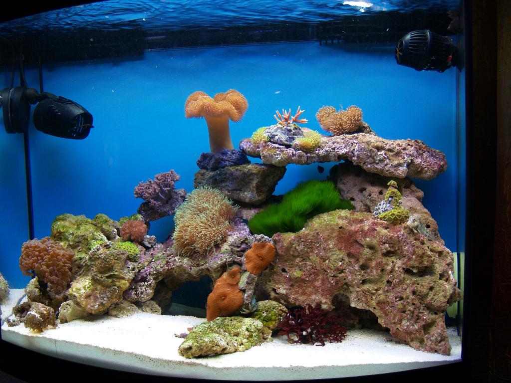 Морские живые камни. Живые камни для морского аквариума. Морской аквариум. Морской аквариум камни. Декорация из живых камней морской аквариум.