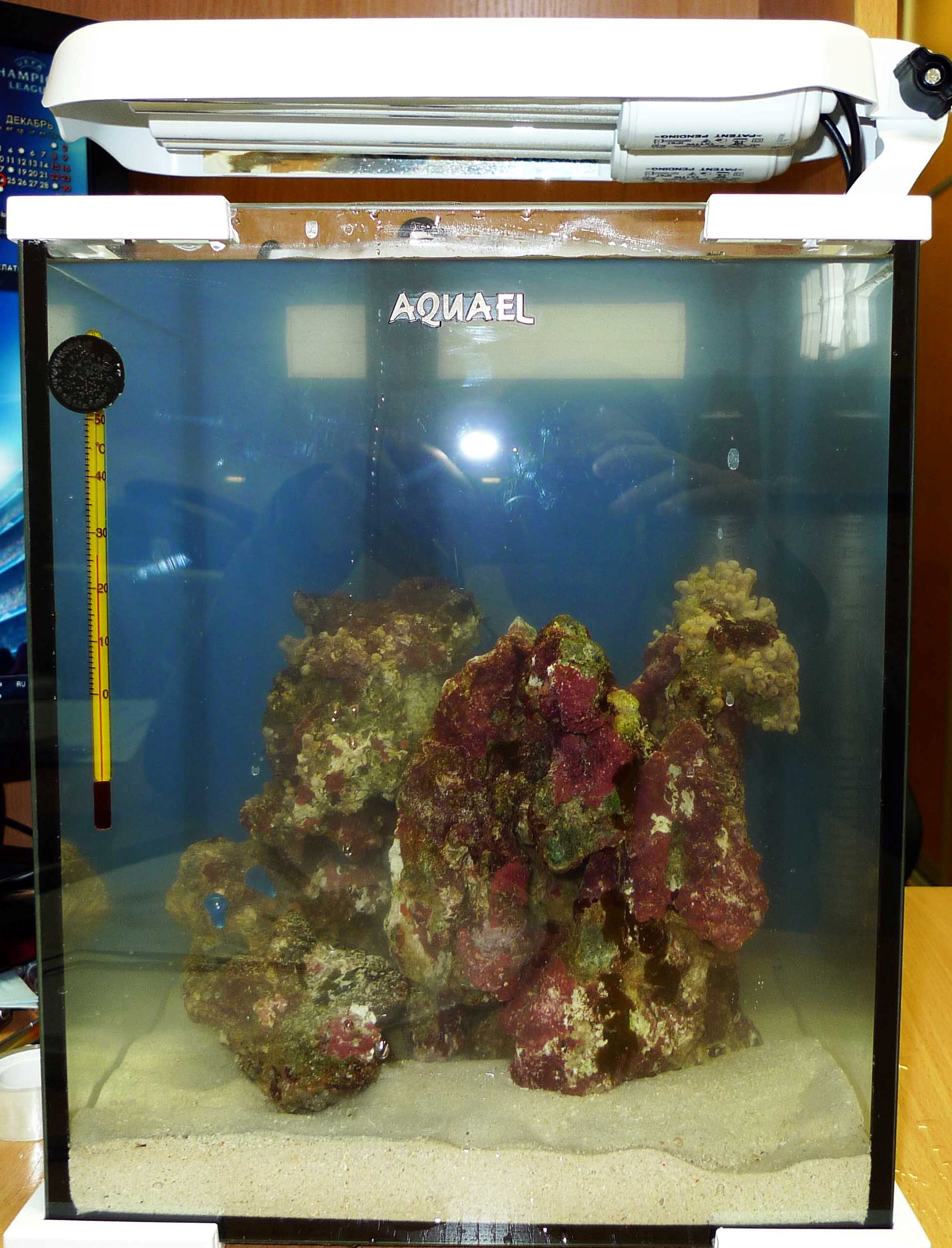 Коричневый налет морской аквариум