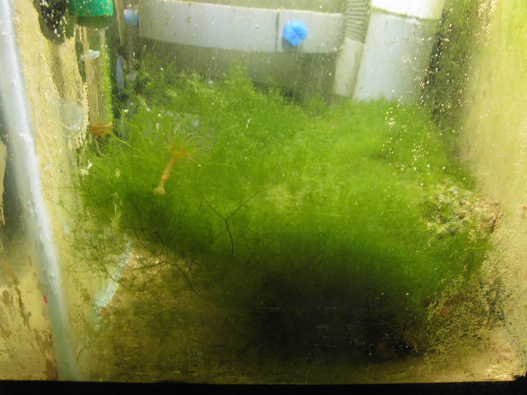 Грибок на водорослях в аквариуме