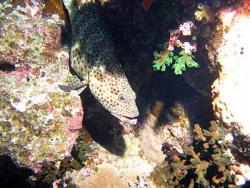 grouper1.jpg