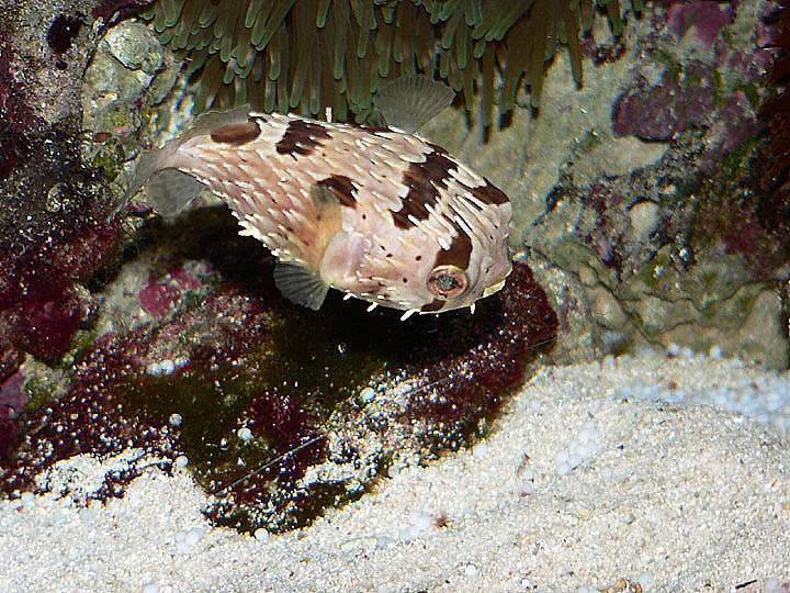 Морской форум. Diodon liturosus. Двузуб рыба. Морской ёж в аквариум (рыба). Диодон рыба еж в аквариуме.