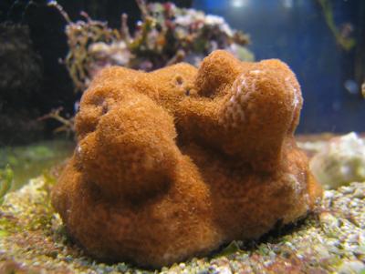 Montipora.jpg