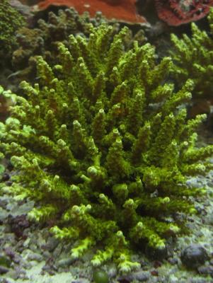 Acropora.JPG