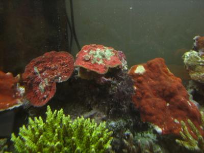 Echinopora_lamellosa_Montipora.JPG