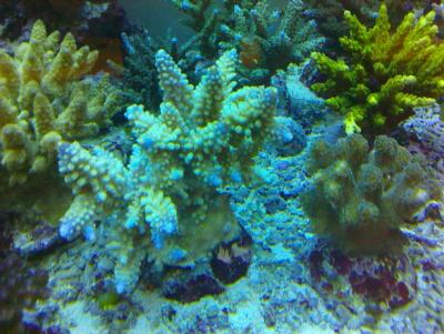 Acropora.jpg