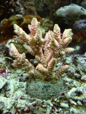 Acropora.JPG