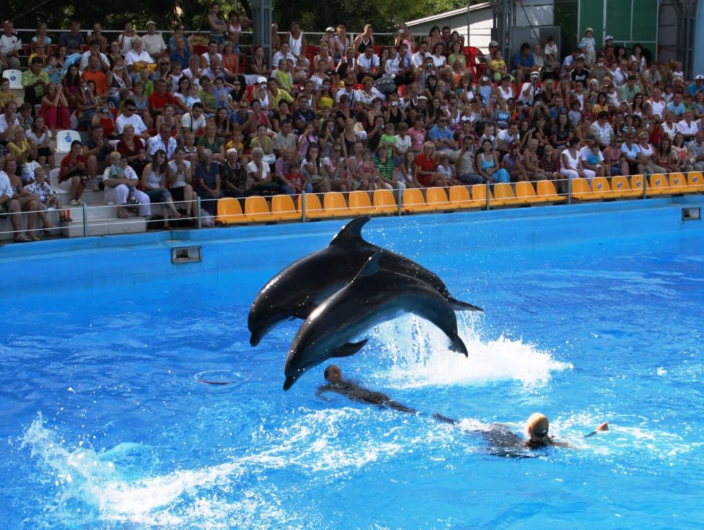 Билеты в дельфинарий москва